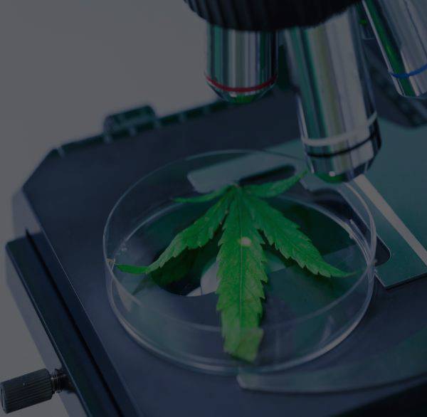 cannabis leaf in petri dish under a microscope